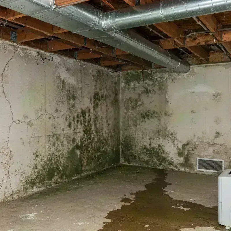 Professional Mold Removal in Stover, MO